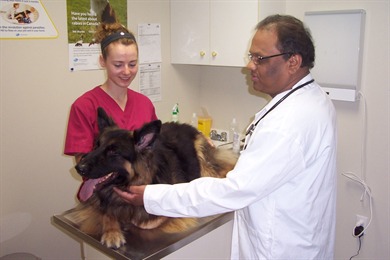 cat and dog clinic st catharines