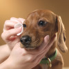 Dog Grooming and Health