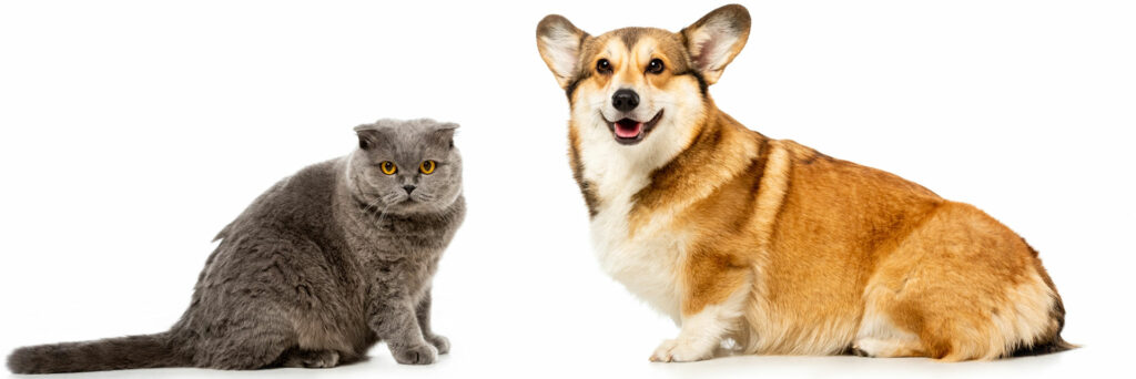 A cat & dog - Carlton Animal Hospital in St. Catharines provides veterinarian services for all kinds of animals, including exotic pets.