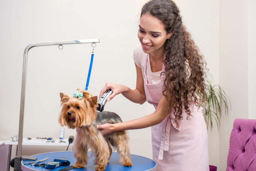 A small dog being groomed by a professional in following advice given as part of a regular check-up at Carlton Animal Hospital pet clinic in St. Catharines