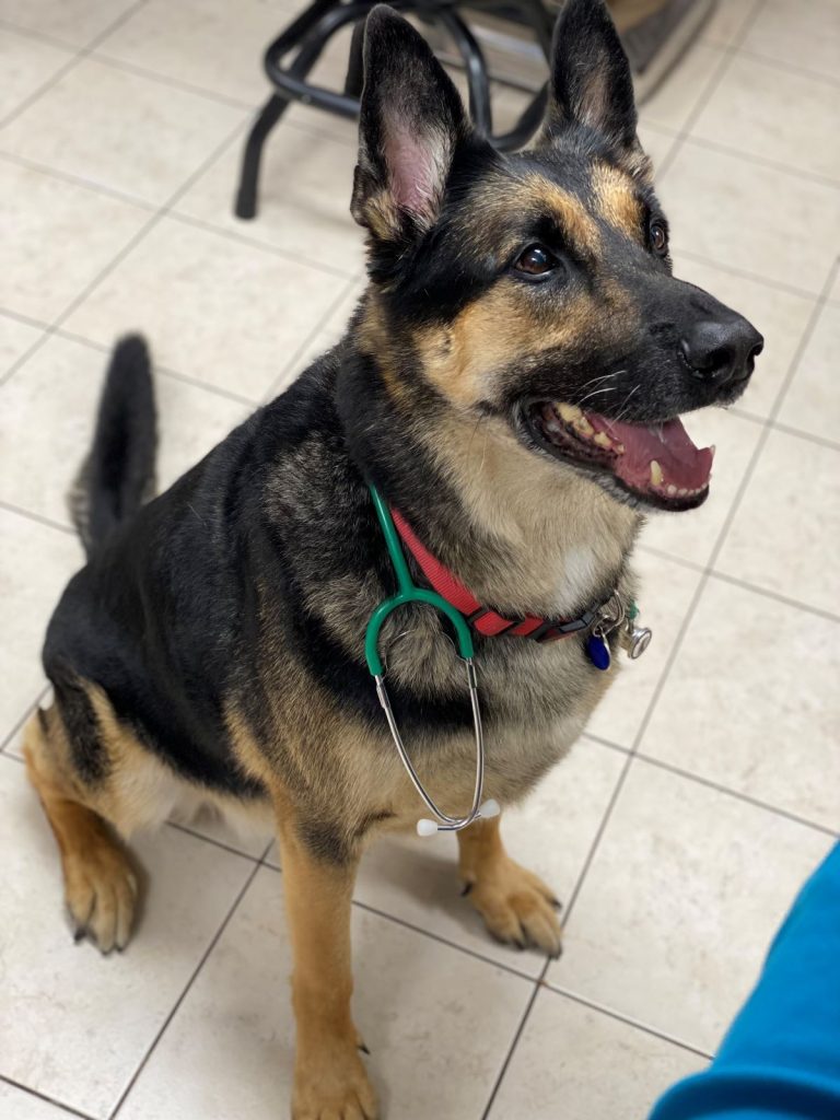 A happy dog at Carlton Animal Hospital in St. Catharines.