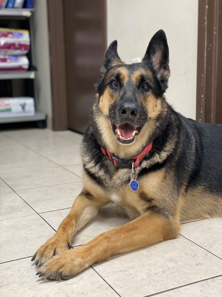 A happy dog at Carlton Animal Hospital dog in St. Catharines.